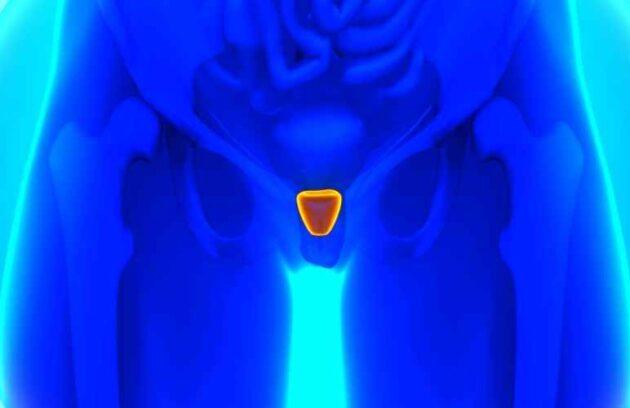 Prostate